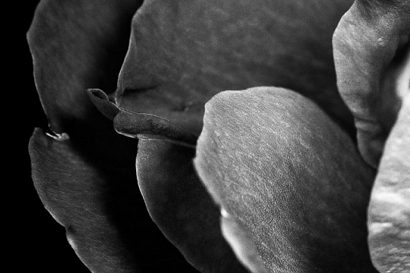 Flower Petals