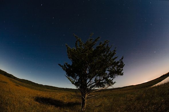 The Lonely Tree