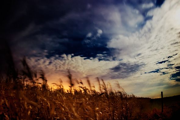 corn field at night