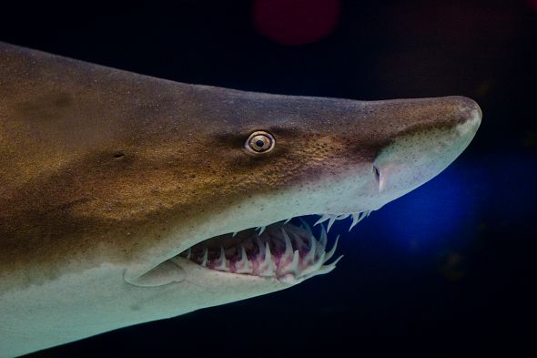 Grey nurse shark