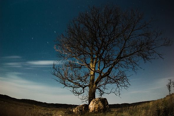 rock-tree