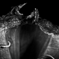 Titan Arum (Corpse Flower)
