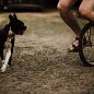Unicycle 4