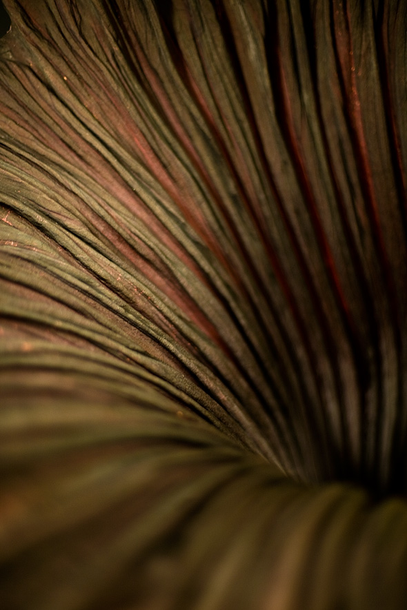 Corpse Flower (Titan Arum)