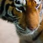 Amur Tiger – Panthera tigris altaica 