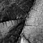Leaf 3