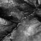 Leaf 1