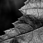 Leaf 2