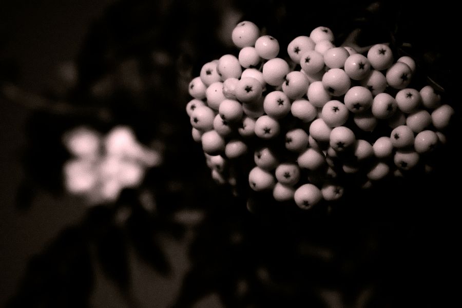 orange tree berries