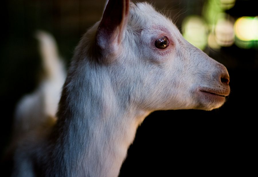 profile-of-maisies-goat