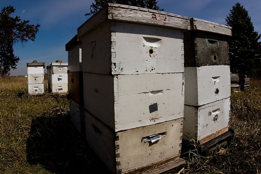 Bee Farm