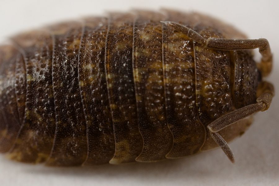 Woodlouse - Oniscidea