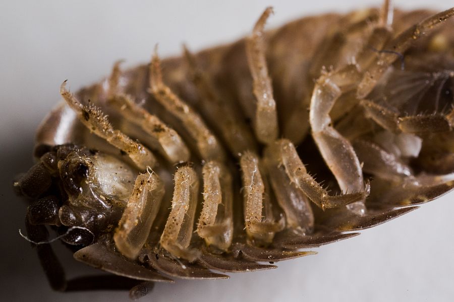Woodlouse - Oniscidea