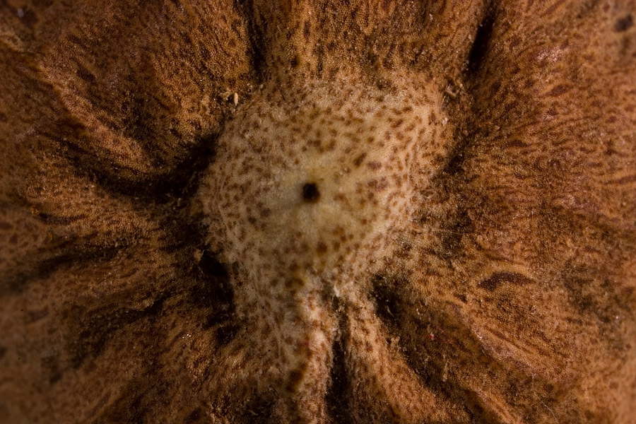 Whole Nutmeg (end)