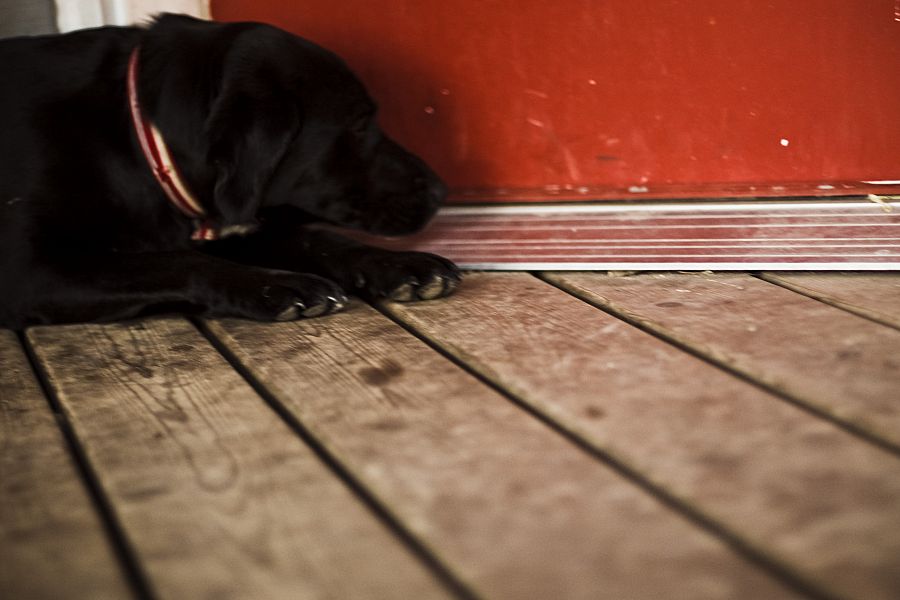 Black Dog, Red Door
