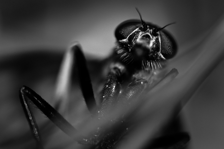Fly