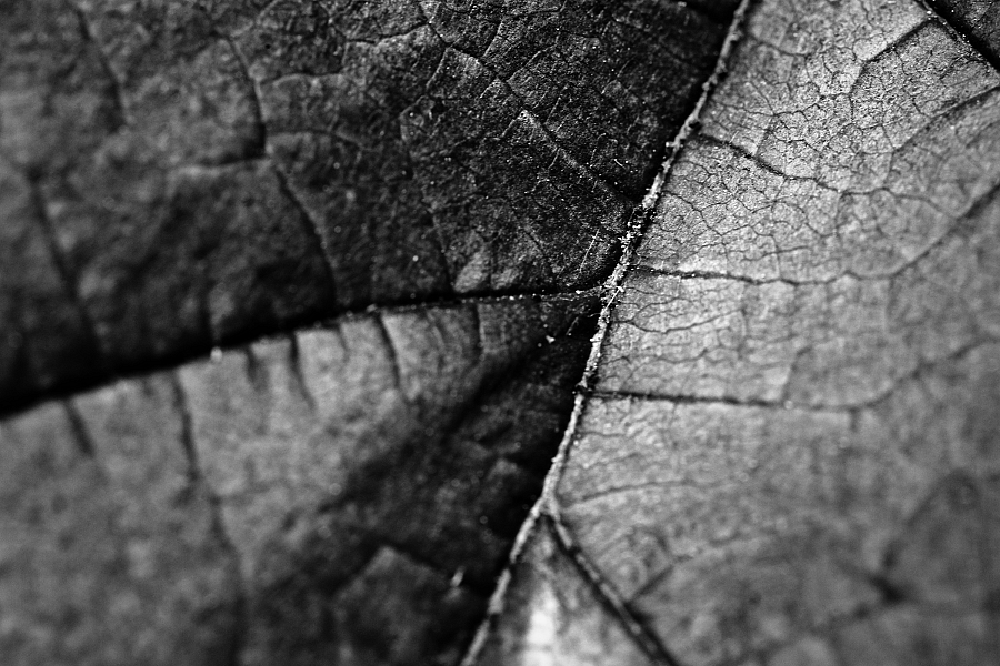 Leaf 3