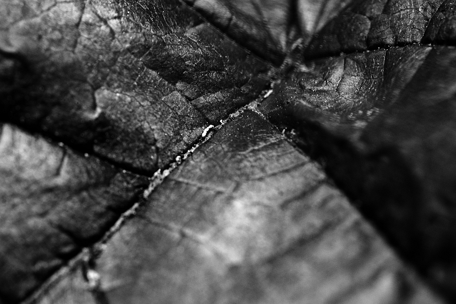 Leaf 1