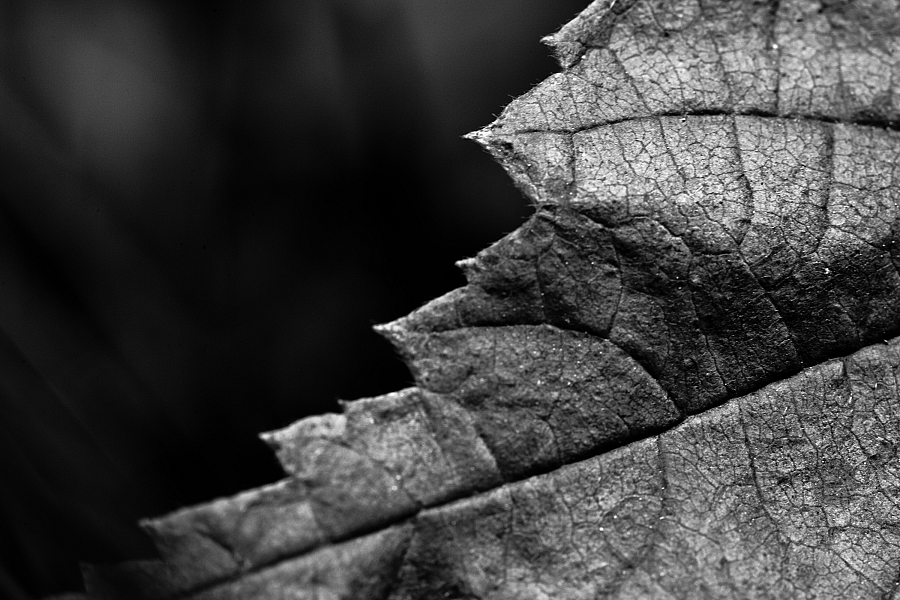 Leaf 2
