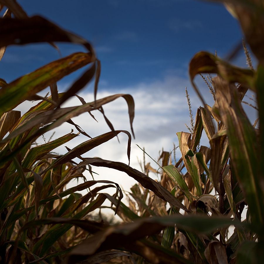 Corn
